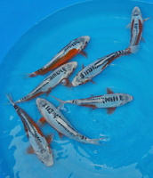  1526345 679050265486232 3301967758315680011 n