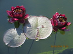 Nymphaea Black Princess 25052014