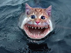  0.Drole-de-poisson-chat