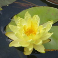 Nymphaea Joey Tomocik