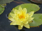 Nymphaea Joey Tomocik