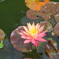 Nymphaea Wanvisa