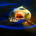  0.funny picture koi-feeding-heisch