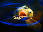  0.funny picture koi-feeding-heisch