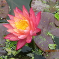 Nymphaea Wanvisa