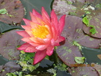 Nymphaea Wanvisa