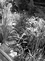 DSC05295 petit bassin noir et blanc juin 2013