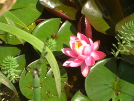 DSC00005