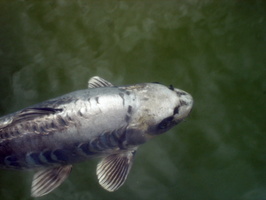 DSC02289 Travaux bassin Avril 2011 Travaux bassin Avril 2011