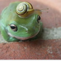   ;013animal-insolite06