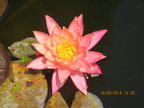 Nymphaea Wanvisa