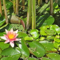 Nymphaea Little Sue et grenouille