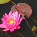 Nymphaea Mayla