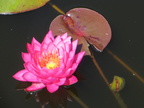 Nymphaea Mayla