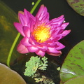 Nymphaea Siam Purple 2