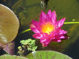 Nymphaea Siam Purple 2