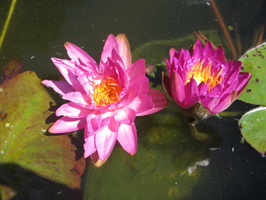 Nymphaea Siam Purple 2