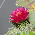 Nymphaea Manee Red