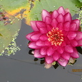 Nymphaea Manee Red