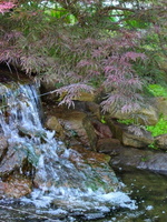 koi-pond-waterfall-9