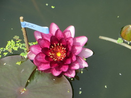 Nymphaea Almost Black