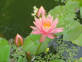 Nymphaea Colorado