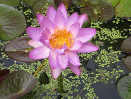 Nymphaea Siam Purple 1