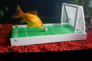 ;0.terrain-foot-poisson-aquarium xlarge