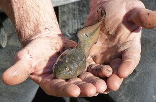 ;Têtard de crapaud buffle