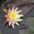 Nymphaea ‛Gregg's Orange Beauty'