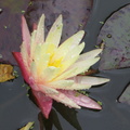 Nymphaea ‛Gregg's Orange Beauty'