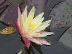Nymphaea ‛Gregg's Orange Beauty'