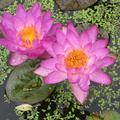 Nymphaea Siam Purple 1