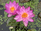 Nymphaea Siam Purple 1