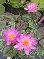 Nymphaea Siam Purple 1