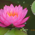 Nymphaea Mayla