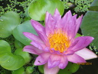 Nymphaea Siam Purple 2