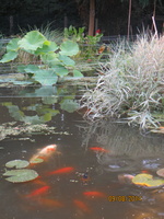 Plantes et poissons 09 08 2014