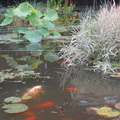 Plantes et poissons 09 08 2014