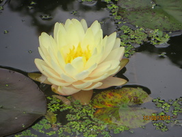 Nymphaea Blushing Bride