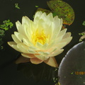 Nymphaea Blushing Bride