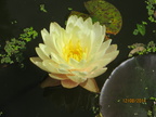 Nymphaea Blushing Bride