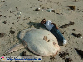 ;0.lustiges bild riesiger fisch