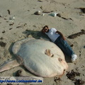 ;0.lustiges bild riesiger fisch