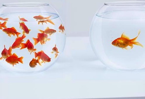 ;0.poissons d avril