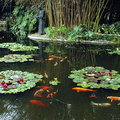  0.disneyland koi