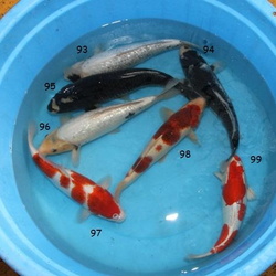 titikoi