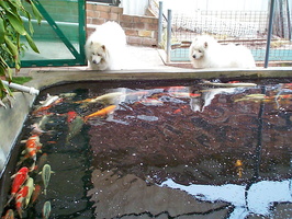 ;koi-pond-construction-how-to-build-akakoi-koi-pond-design-ideas-for-a-simple-and-tranquil-home-landscape