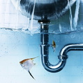 ;0.water%20fish%20funny%20bathtubs%20underwater%20fun%20splitview%201920x1080%20wallpaper wallpaperbeautiful 28
