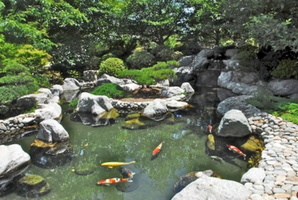 Japanese Garden   Koi Pond by Ryuaku (3)